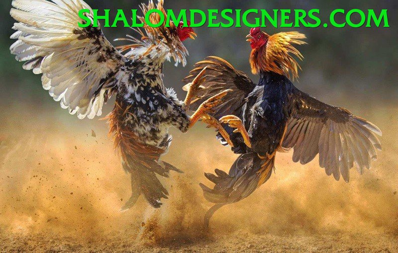 Đá Gà Trực Tiếp - Trải nghiệm tuyệt vời